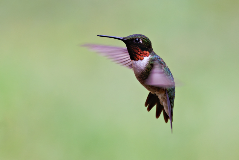 Male Ruby-throated-Hummingbird In Flight Near Feeder