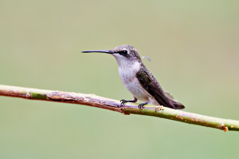 Female Ruby-throated Hummingbird On A Stick Placed On Feeder