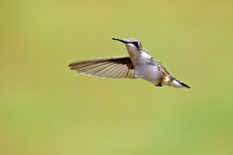 Female Ruby-throated-Hummingbird In Flight Near Feeder