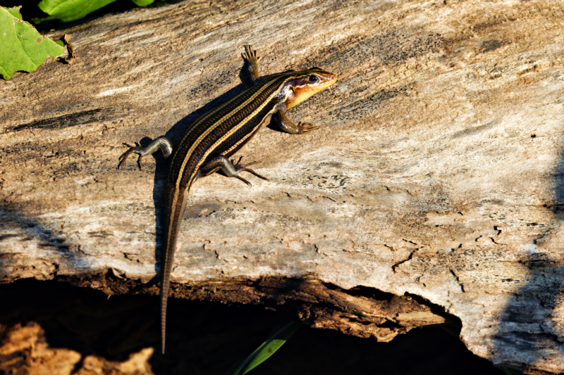 A Five-lined Skink Giving Me A Side Look