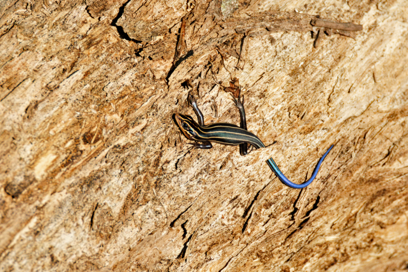 A Small Five-lined Skink On A Log Near Moody Road