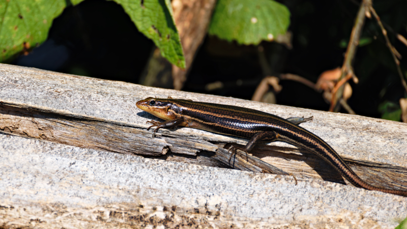 A Large Five-lined Skink On A Log