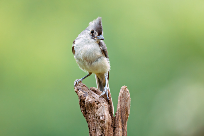 Tufted Titmouse On Top Of Driftwood