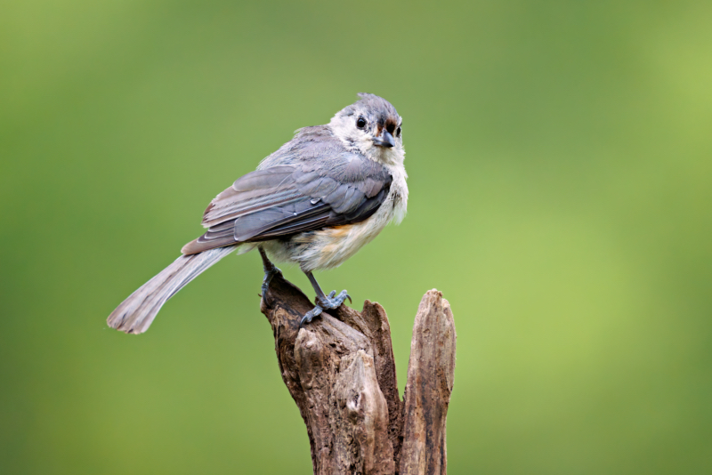 Tufted Titmouse On Top Of New Driftwood Setup