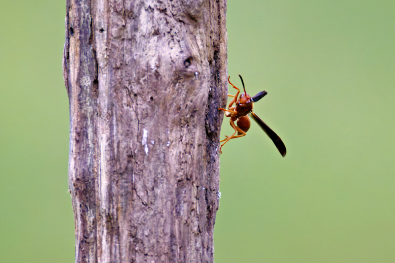 Red Wasp On Driftwood