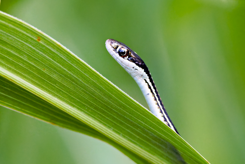 Western Ribbon Snake Closeup