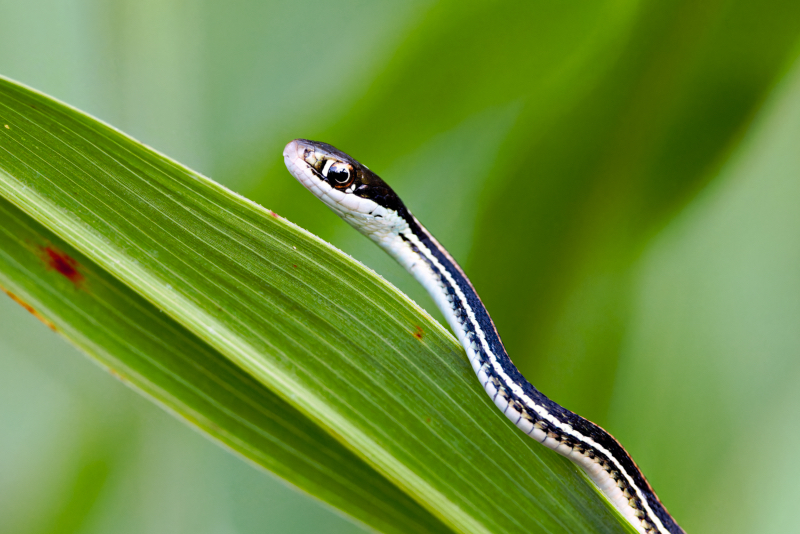 Western Ribbon Snake On Blade Of Grass