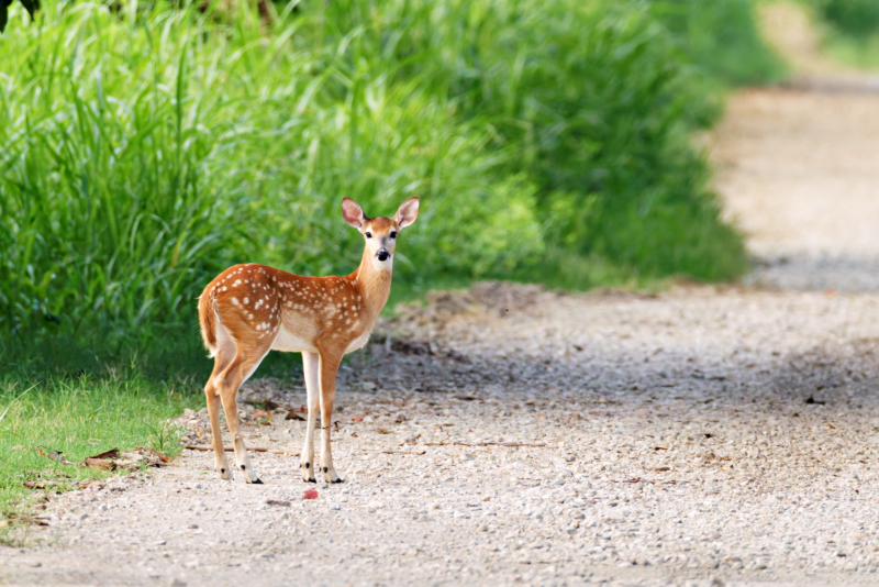 White-tailed Deer Fawn On The Side Of Moody Road