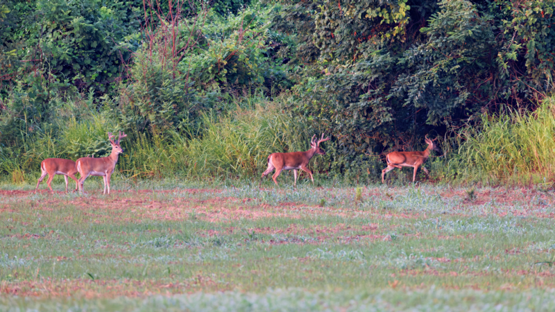 A Group Of Bachelor Whitetail Bucks Leaving A Field