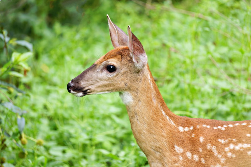 Up Close with a White-Tailed Deer Fawn