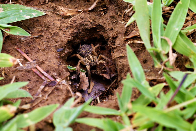 Wolf Spider With Babies