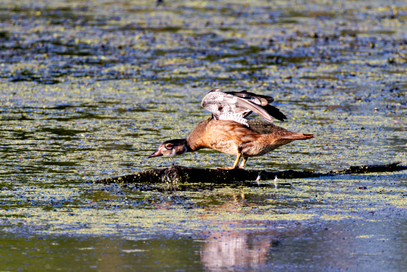 Wood Duck Stretching Wings On A Floating Log