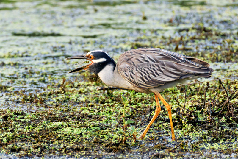 Yellow-crowned Night Heron Swallowing a Large Dragonfly