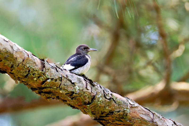 A Young Red-headed Woodpecker Perched In A Pine Tree