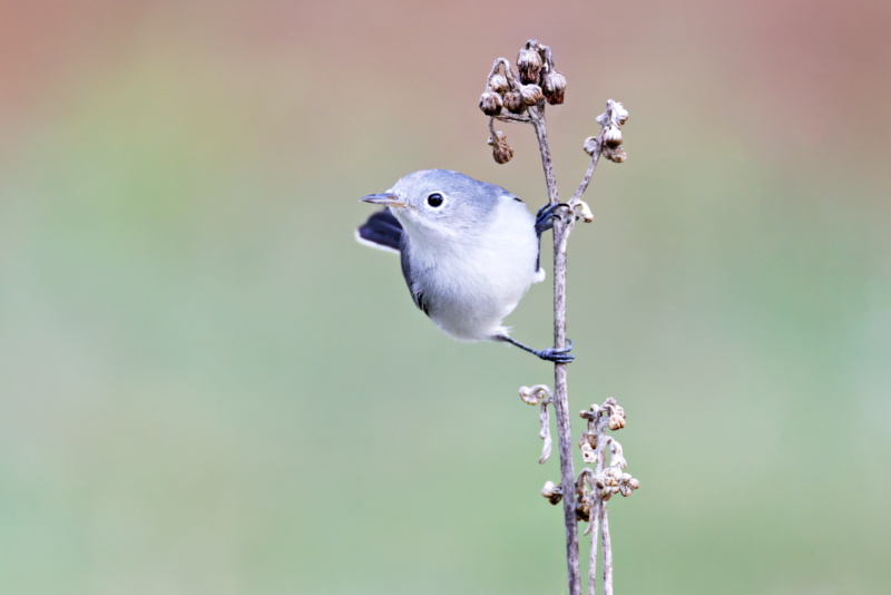 Blue-gray Gnatcatcher