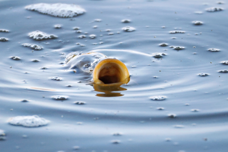 Carp In Lake Carl Etling in Oklahoma