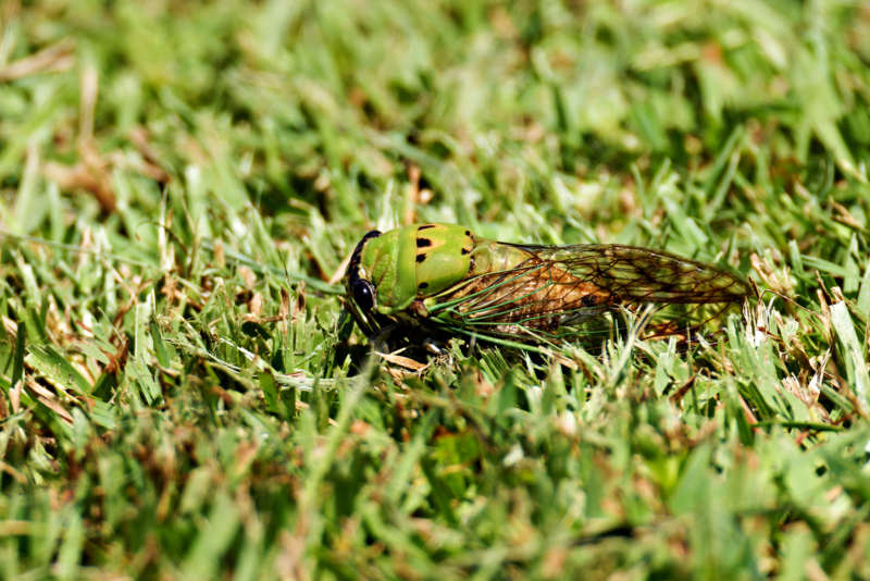 Cicada Dropped By Eastern Cicada-Killer Wasp