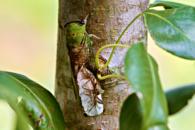 Cicadas Mating