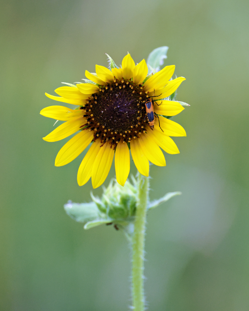 Colorado Soldier Beetle On A Sunflower