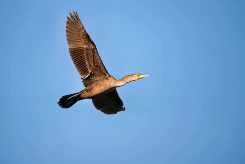 Double-crested Cormorant Flying Over Lake Carl Etling in Oklahoma