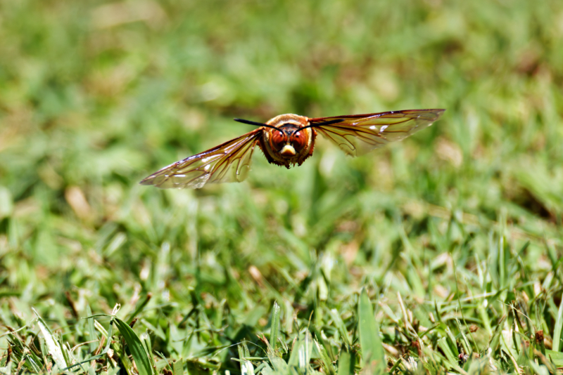 Eastern Cicada-Killer Wasp Flying Toward Me