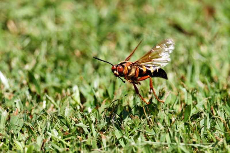 Eastern Cicada-Killer Wasp Flying