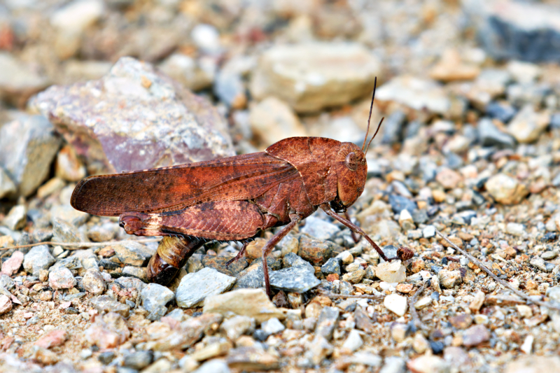 A Grasshopper Laying Eggs Underground