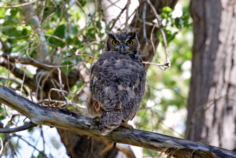 A Young Great Horned Owl At Black Mesa State Park In Oklahoma