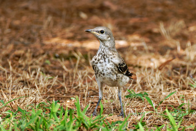 Immature Northern Mockingbird Standing In My Yard