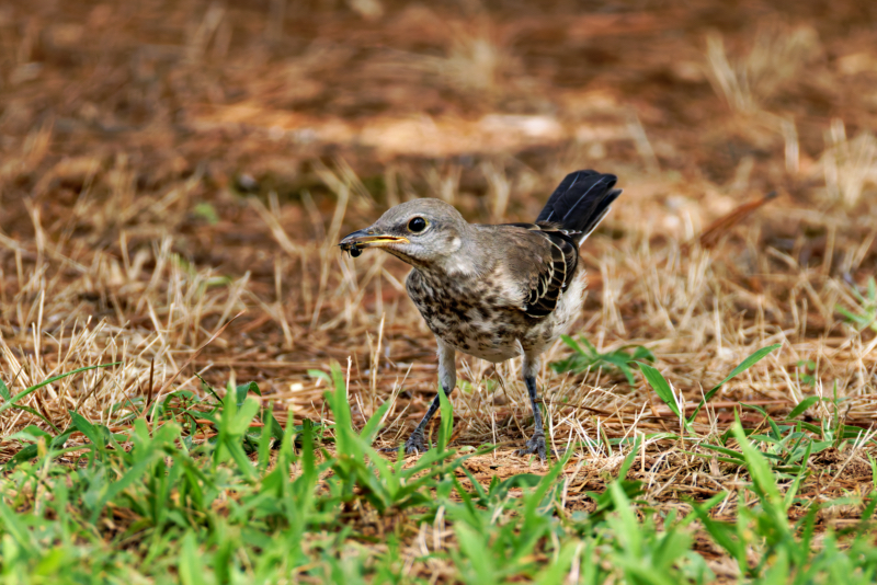 Immature Northern Mockingbird With An Insect