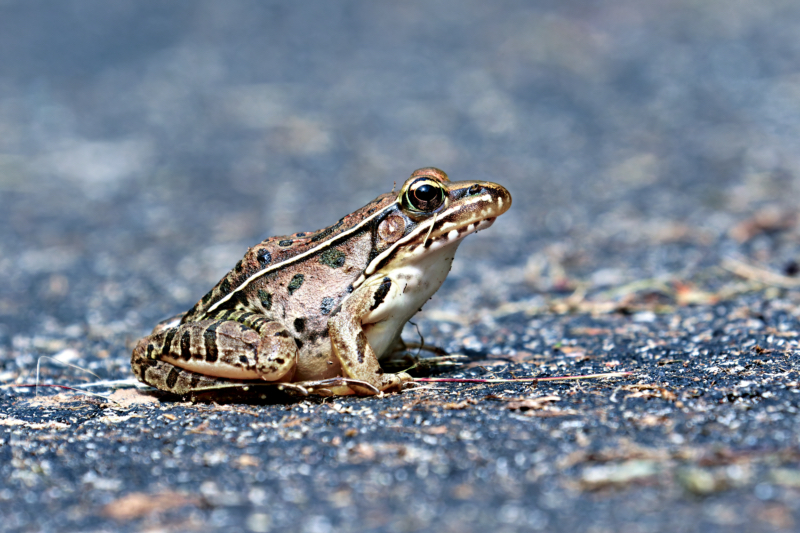 Leopard Frog On Asphalt Road