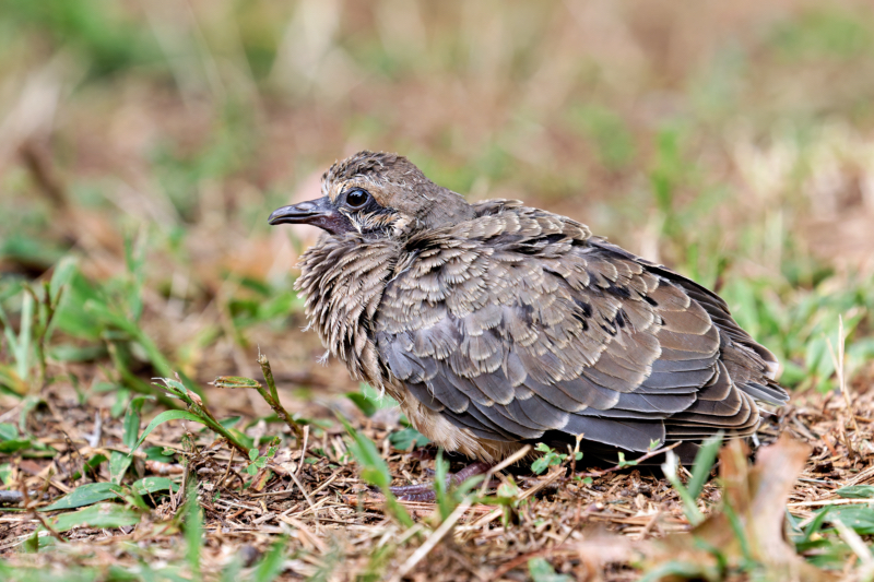 Mourning Dove Fledgling Side View