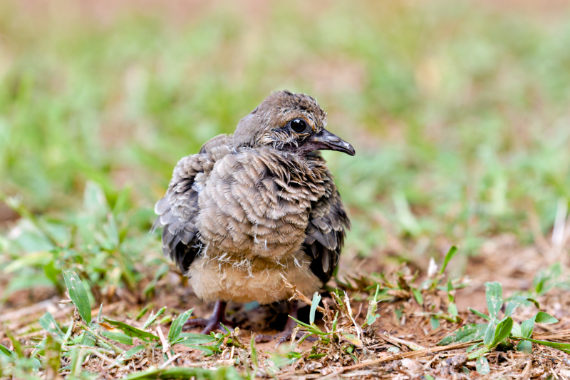 Mourning Dove Fledgling Front View