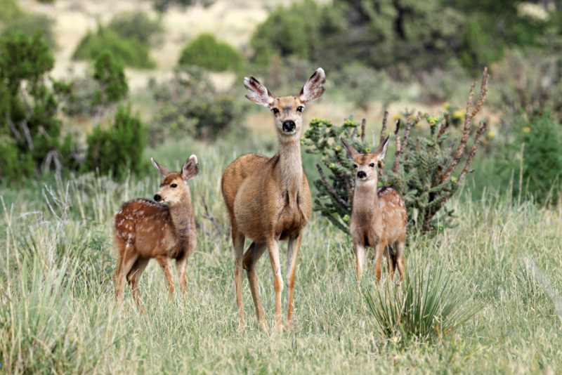 Mule Deer Doe With Twin Fawns In Oklahoma