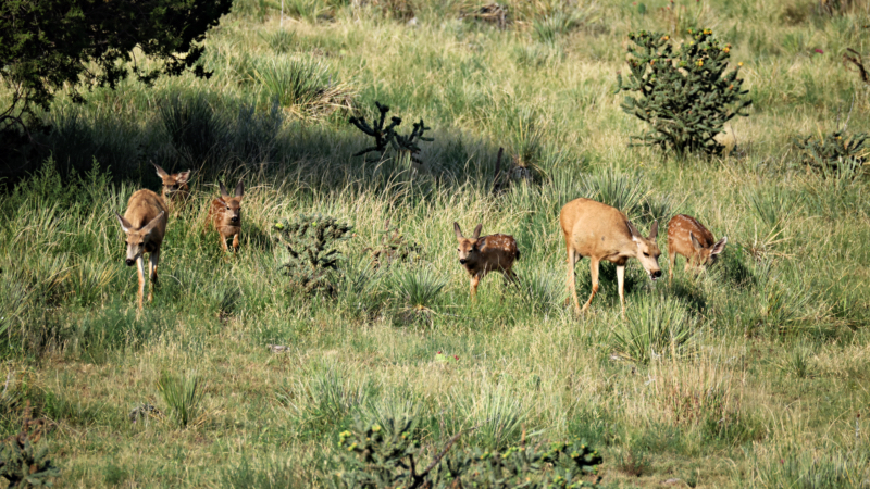 A Pair Of Mule Deer With Twin Fawns