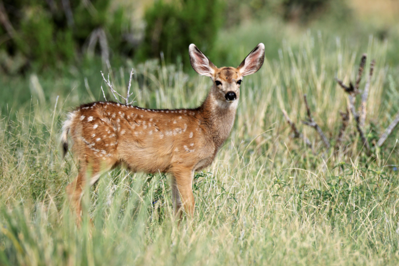 Mule Deer Fawn Near Black Mesa Wildlife Preserve