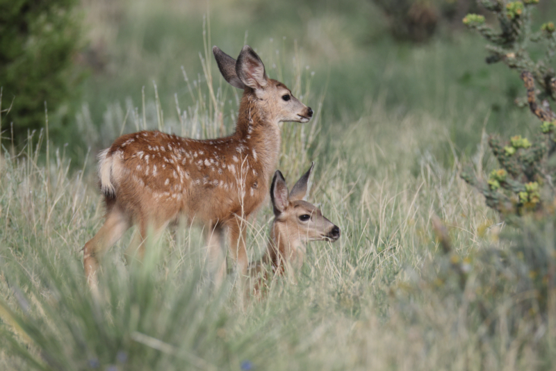 A Pair Of Mule Deer Fawns Near Black Mesa Wildlife Preserve