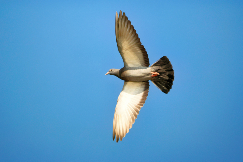 Pigeon Flying Over Lake Carl Etling in Oklahoma