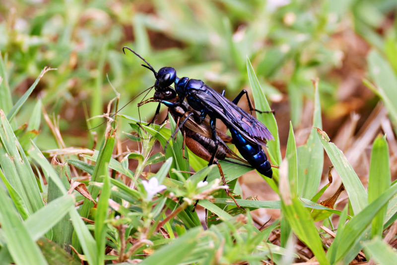 Steel-blue Cricket-hunter Wasp With A Cricket