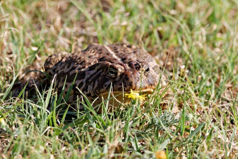 Front View Of A Large Toad At Black Mesa State Park in Oklahoma