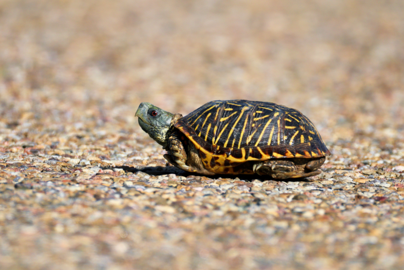 Turtle On A County Road Near The Black Mesa Nature Preserve In Oklahoma