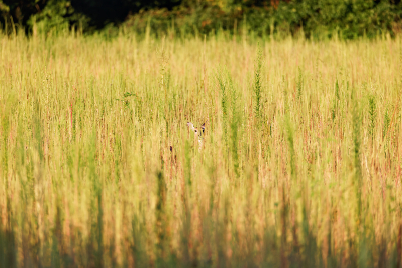 White-tailed Doe In A Field