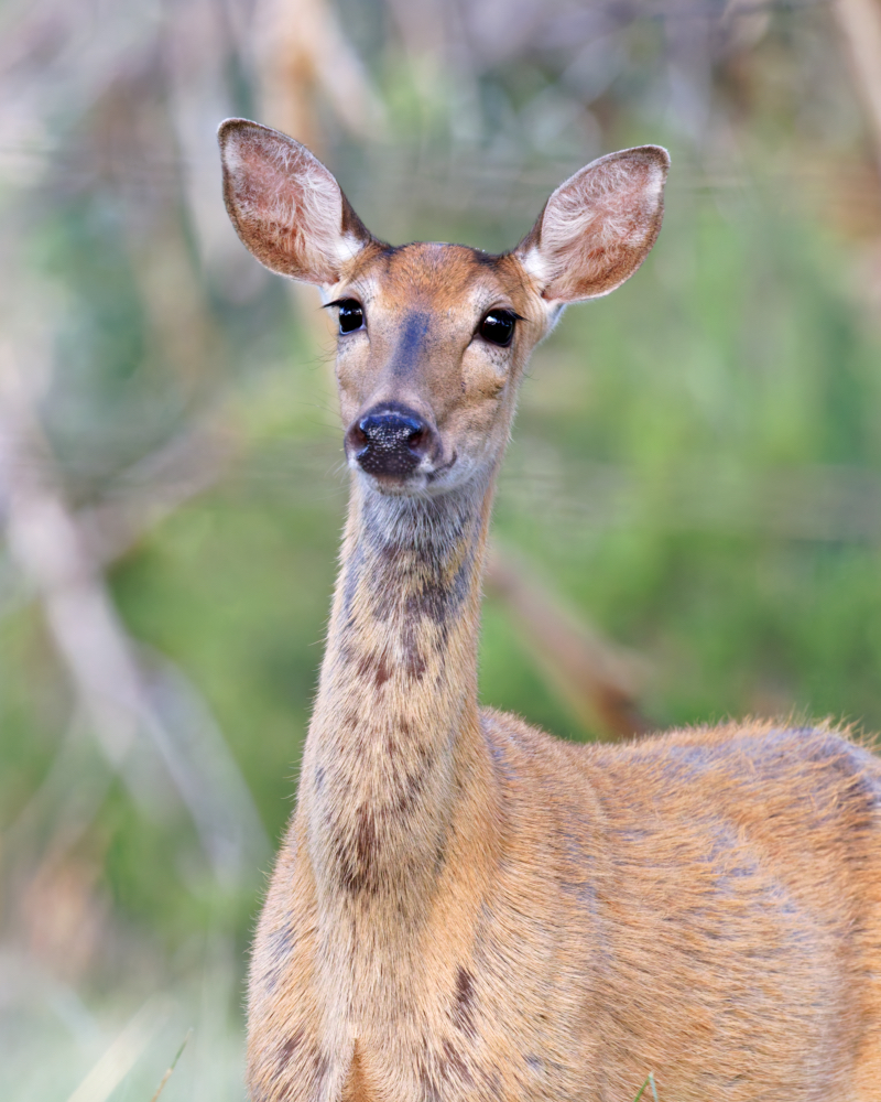 White-tailed Doe Watching Her Fawn