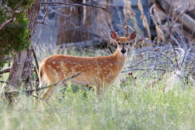 White-tailed Fawn Standing In The Brush Near Black Mesa Nature Preserve In Oklahoma