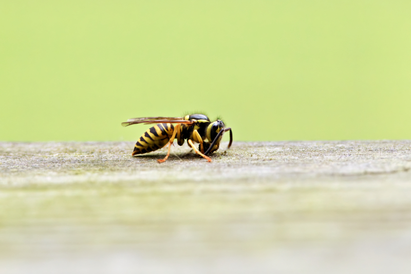 Yellowjacket Gathering Wood Fiber