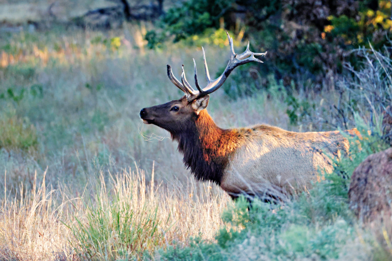 Bull Elk Preparing To Cross A Road