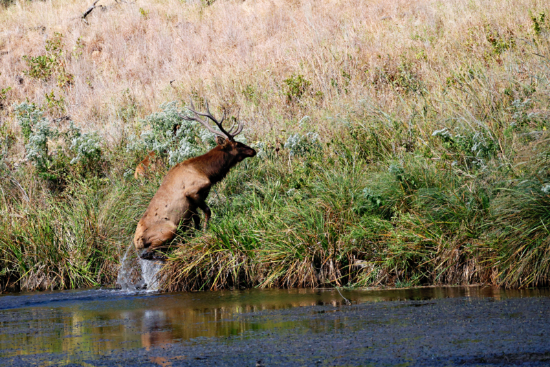 Bull Elk Climbing The Bank Of French Lake