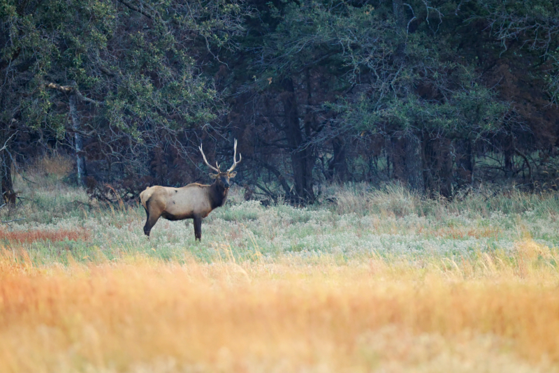 A Bull Elk On The Edge Of A Field At The Wichita Mountains Wildlife Refuge