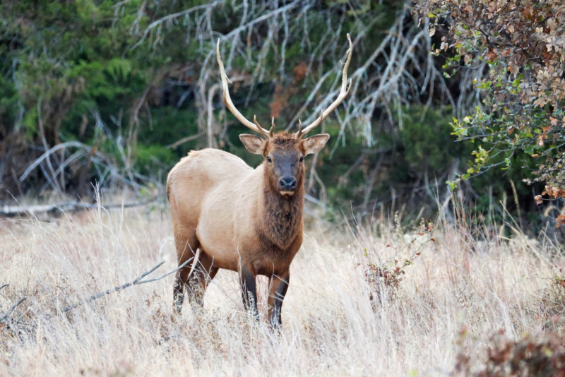 A Bull Elk That Was A Short Distance from A Pair Of Elk Cows