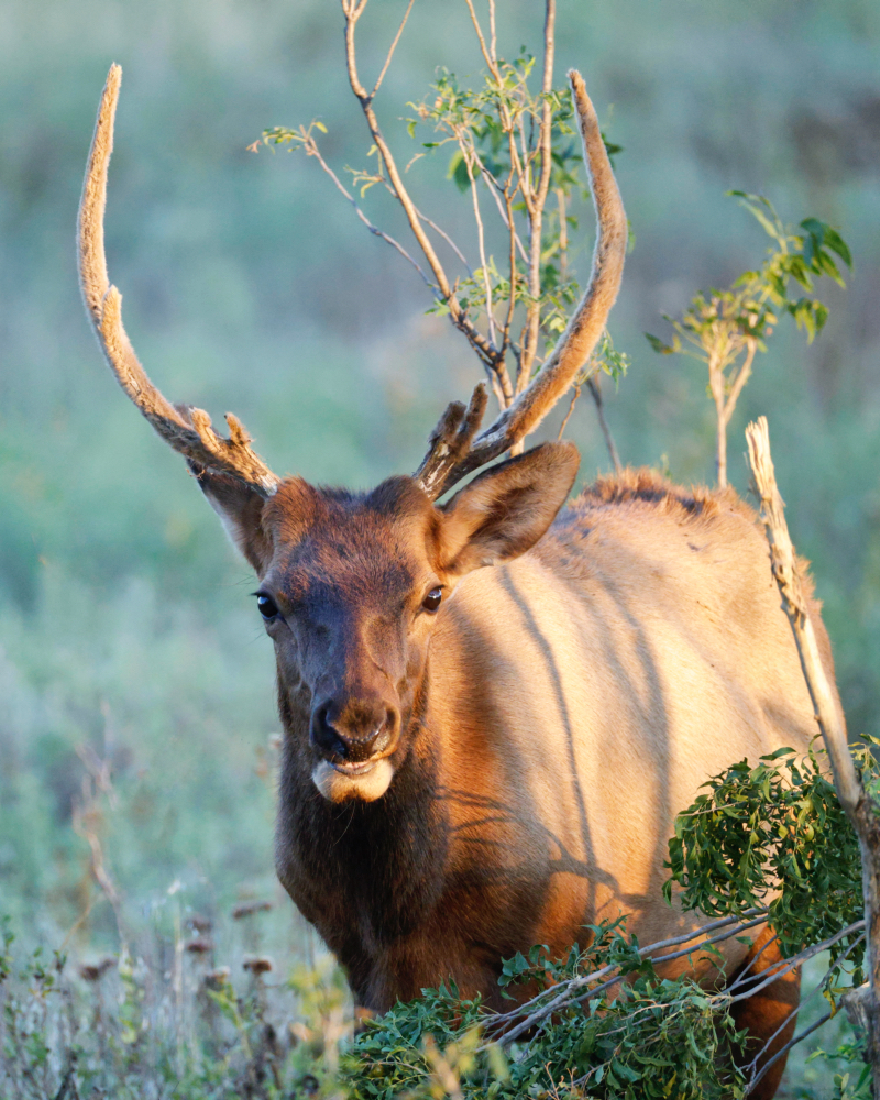 A Young Bull Elk With Velvet On Its Antlers - Wichita Mountains Wildlife Refuge